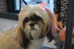 This is one of Adrienne's grooming friends. She is such a sweet dog and very beautiful.